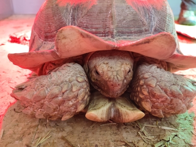 Afrikaanse sporenschildpad - De Zonnegloed - Dierenpark - Dieren opvangcentrum - Sanctuary